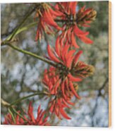 Coral Tree, Erythrina Indica Wood Print