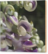 Corkscrew Vine Flower Snails Wood Print