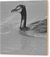 Cormorant In The Susquehanna River Black And White Wood Print