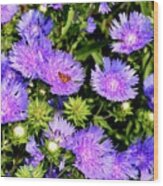 Cornflower Blues Wood Print