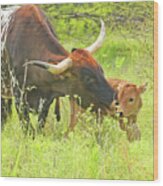 Cow And Calf Wood Print
