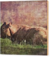 Cow Chewing The Cud Wood Print