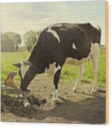 Cow Drinking Water On Meadow Wood Print