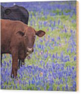 Cows In Bluebonnets Wood Print