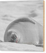Crabeater Seal Frozen Drool Pile Bw-sc Wood Print