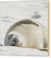 Crabeater Seal Frozen Drool Pile Raw Color Wood Print