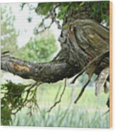 Craggy Tree Wood Print