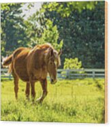 Cream Draft Horse In May Wood Print