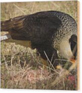 Crested Caracara With Prey Wood Print