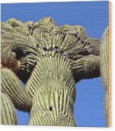Crested Saguaro At Organ Pipe Cactus National Monument Wood Print