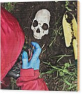 Crime Scene Investigator Photographing Disinterred Human Skull Wood Print
