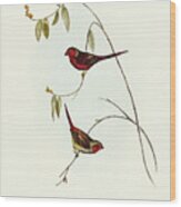 Crimson Finch, Estrelda Phaeton Wood Print