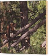 Cub In El Dorado National Forest, California, U.s.a.-4 Wood Print