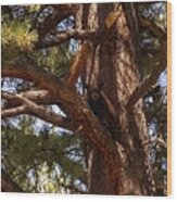 Cub In El Dorado National Forest, California, U.s.a. Wood Print
