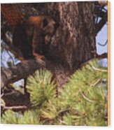 Cub With Tongue Out,  El Dorado National Forest, California, U.s.a. Wood Print