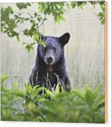 Curious Bear Cub - Animal Portraits Wood Print