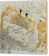 Curious Ghost Crab Wood Print