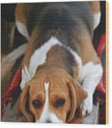 Cute Beagle 5 Wood Print