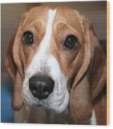 Cute Beagle 8 Wood Print