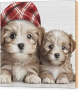 Cute Dogs And Their Older Ones In Santa Hats In Front Of An Isolated White Background Wood Print