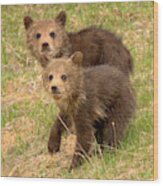 Cute Grizzly Bear Duo Closeup Wood Print