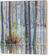 Cypress Trees 01 Wood Print