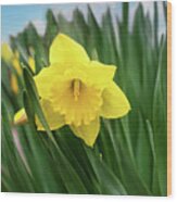 Daffodil In Spring Print Wood Print