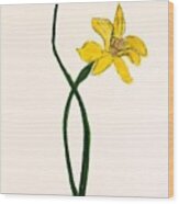 Daffodil Wood Print
