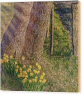 Daffodils By The Fence Wood Print
