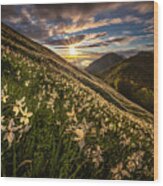 Daffodils Meadow Wood Print