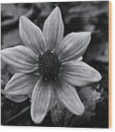 Dahlia Black And White Wood Print