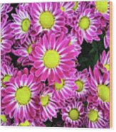 Daisies 2020 Wood Print