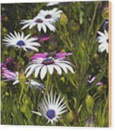 Daisies Are Under My Feet Wood Print