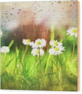 Daisies Dancing In The Rain Wood Print