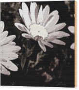 Daisies Wood Print