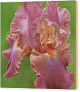 Dance The Night Away - Bearded Iris Wood Print