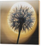 Dandelion And Sonne-3 Wood Print