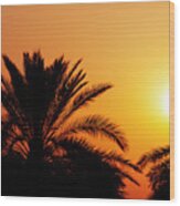 Date Palm Tree Silhouette At Beautiful Sunset In Dubai Wood Print