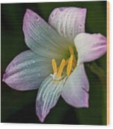 Day Lilly Wood Print