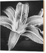 Daylily Flower Black And White Wood Print