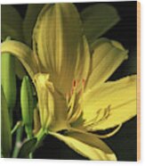 Daylily With Buds Wood Print
