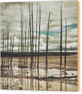 Dead Trees At Yellowstone National Park Wood Print