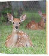 Deer Babies Wood Print