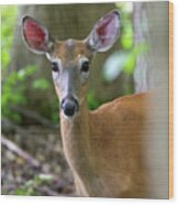 Deer Ears Wood Print