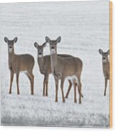 Deer In Fresh Snow Wood Print
