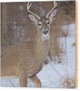 Deer In Winter Wood Print