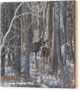 Deer In Winter Woods Wood Print