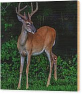 Deer Sighting Wood Print