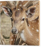 Deer Spotting Wood Print