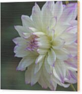 Delicate Dahlia - Floral Photography And Art - Dahlia Macro Wood Print